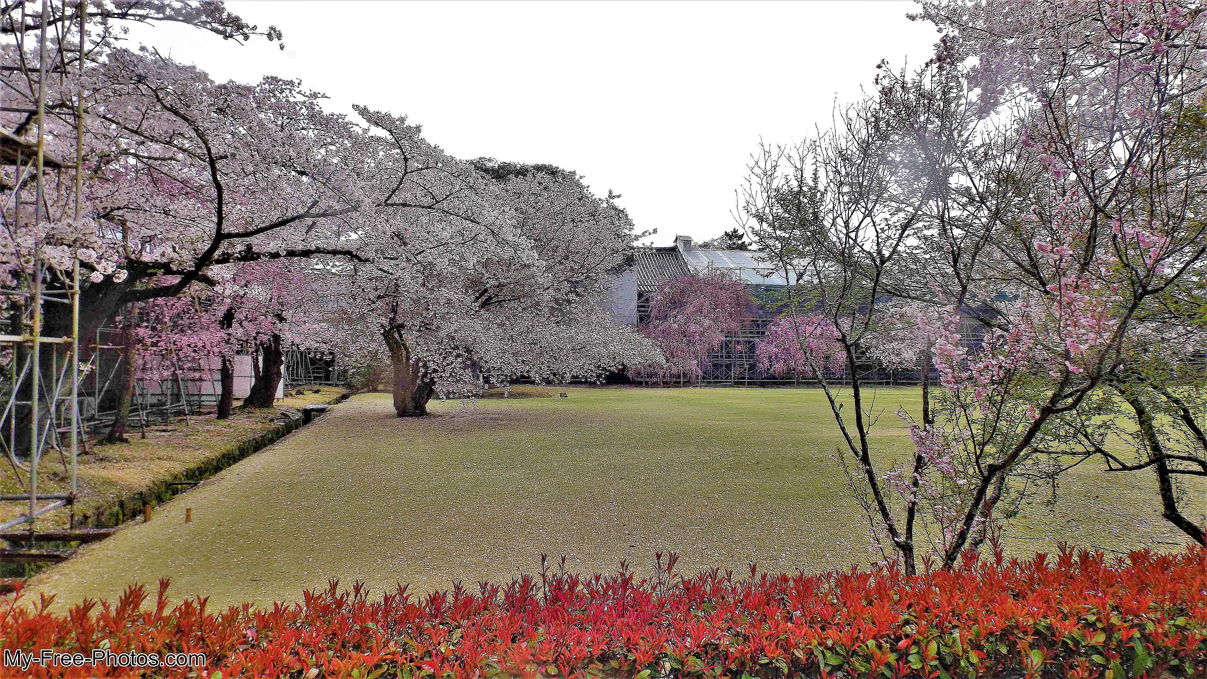cherry blossom Nara Daibutsu temple