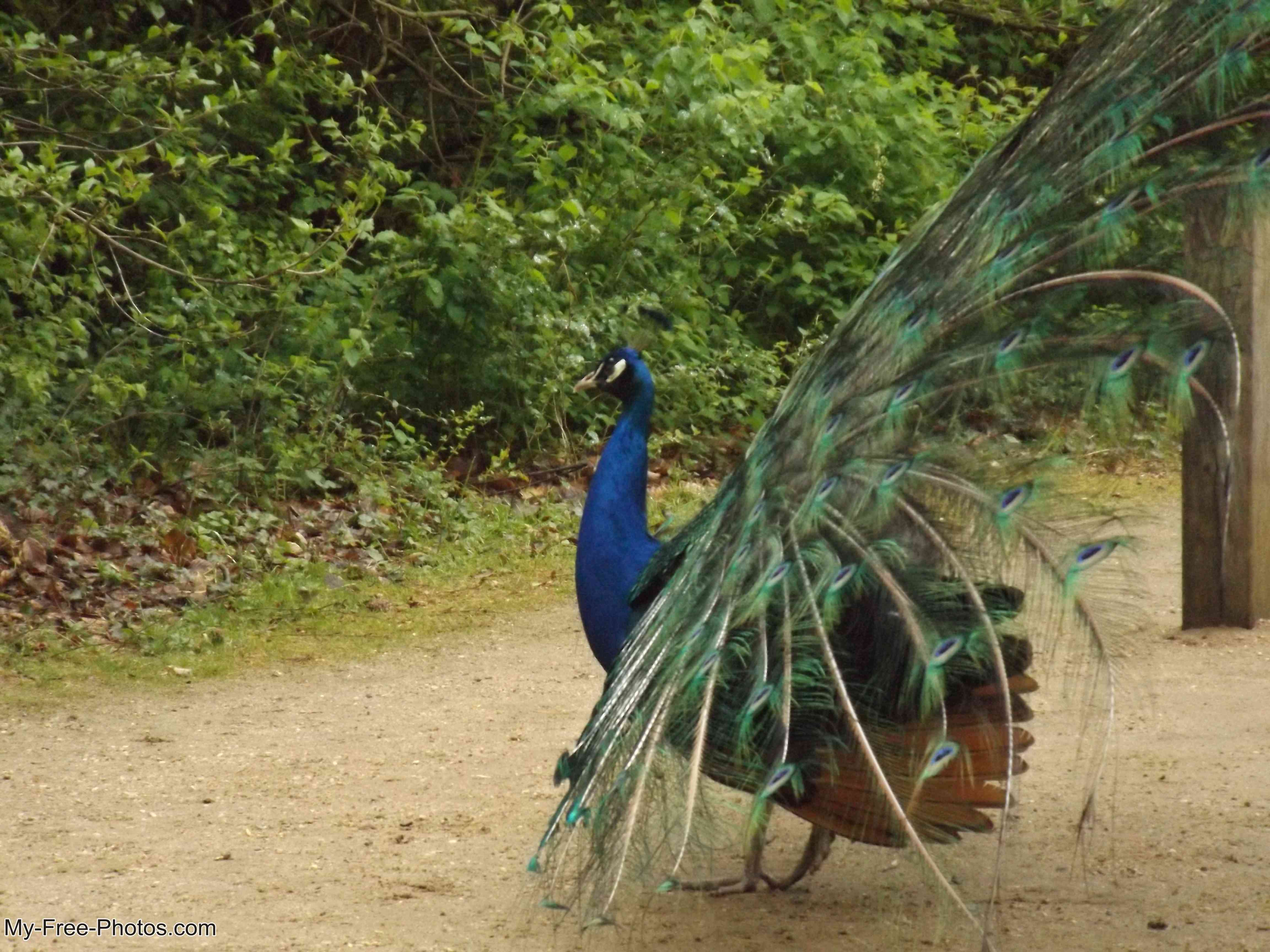 Peacock Island