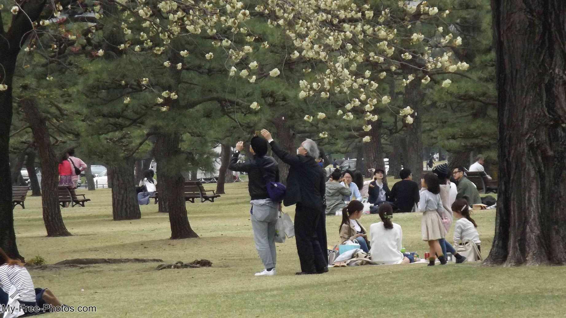 cherry blossoms