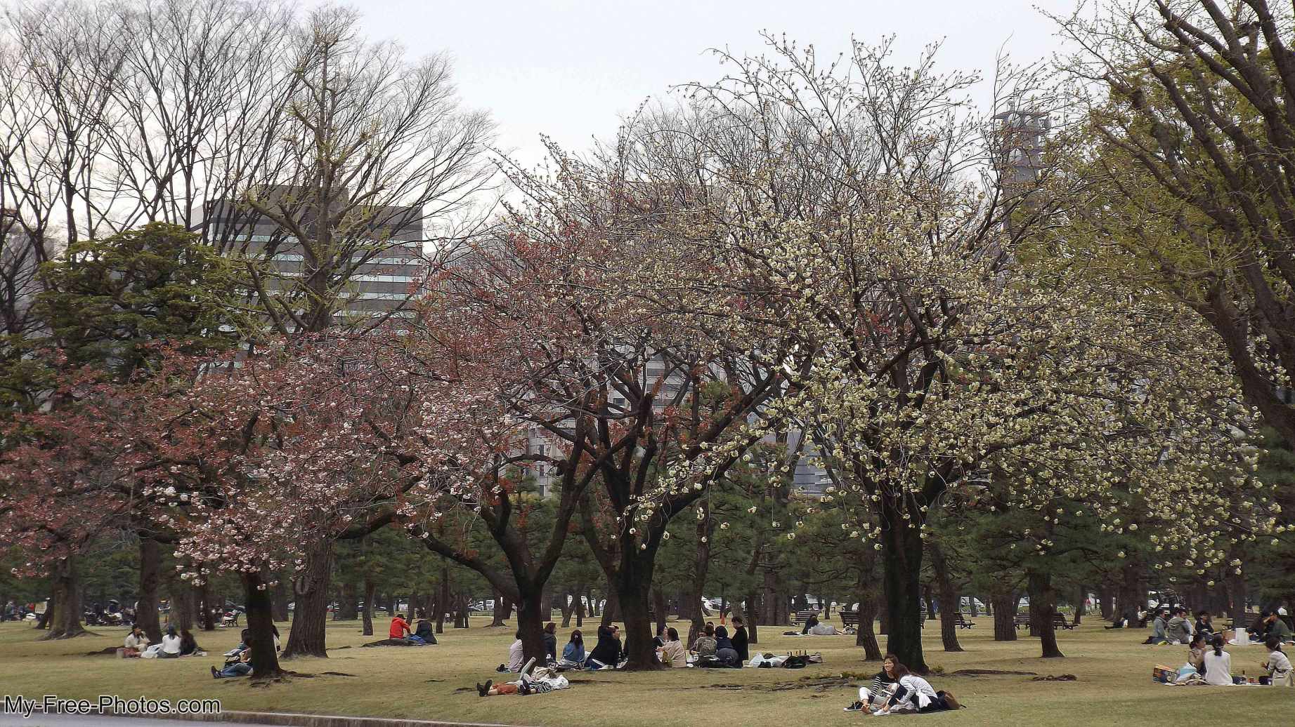 Tokyo cherry blossom