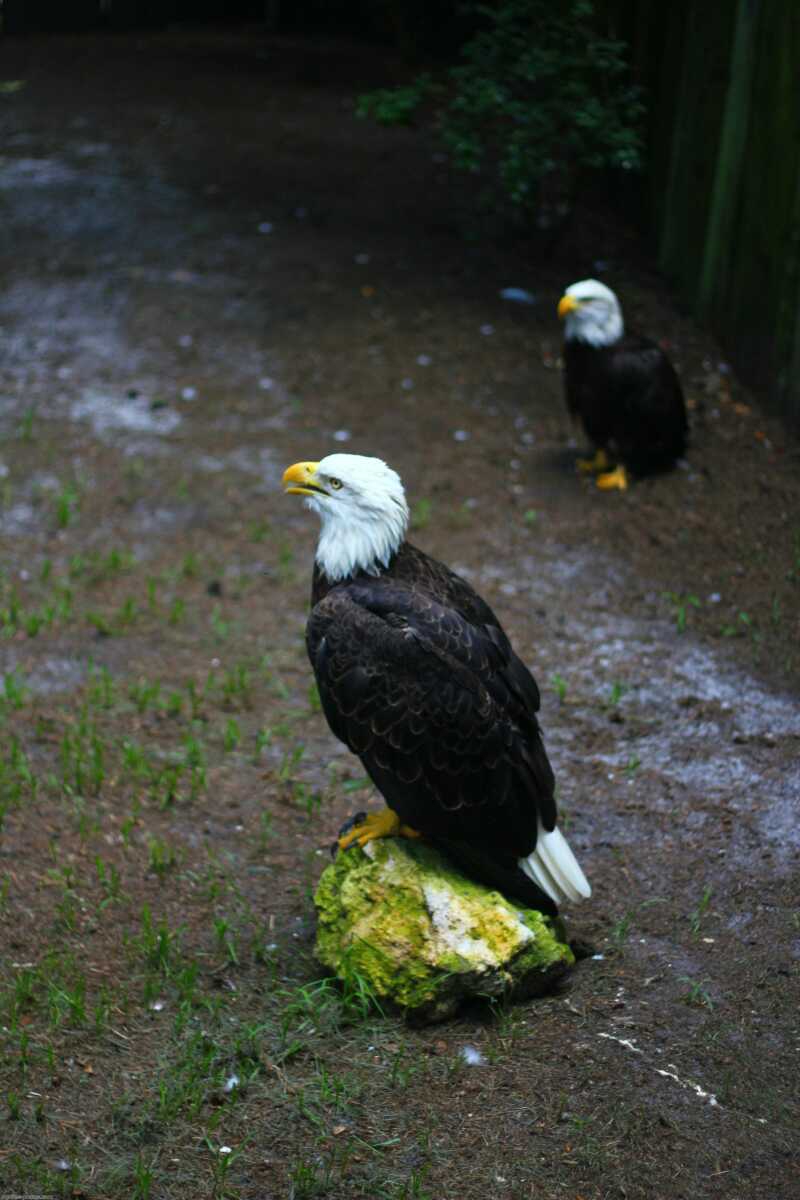 Florida,Bald eagle