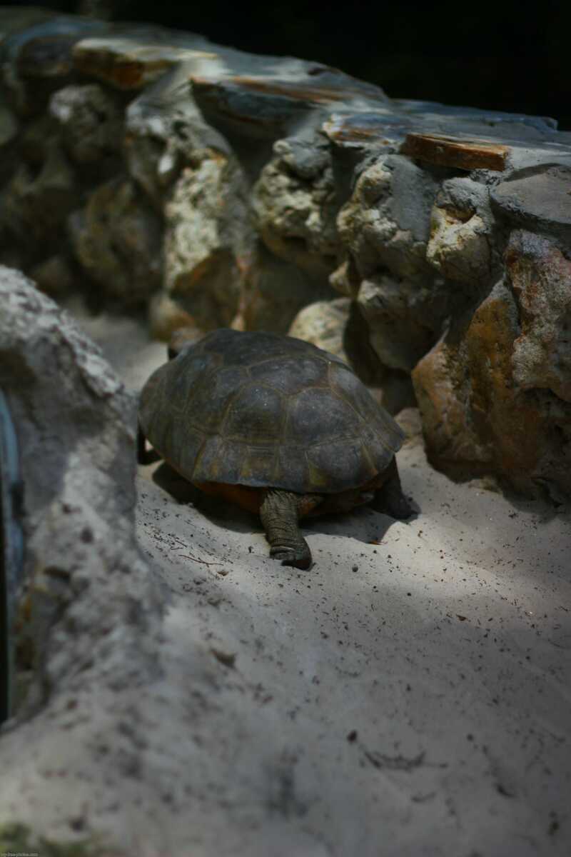  Florida softshell turtle