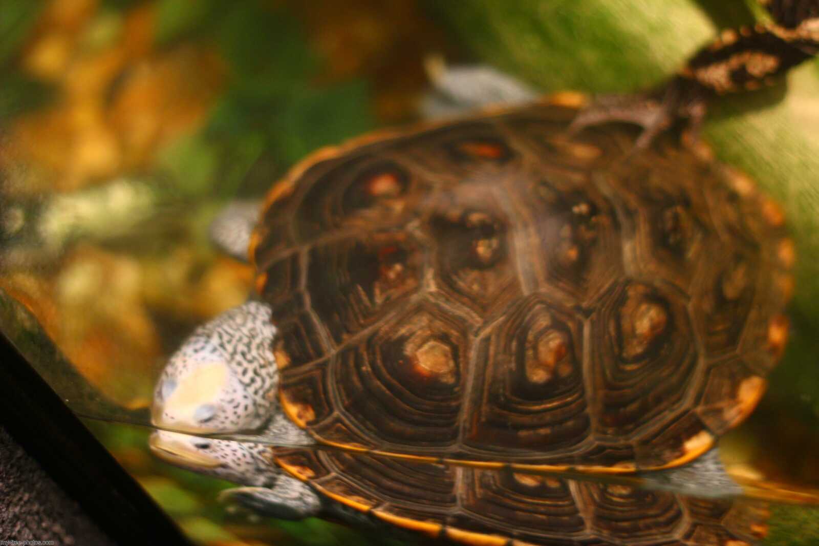 Florida Turtle.