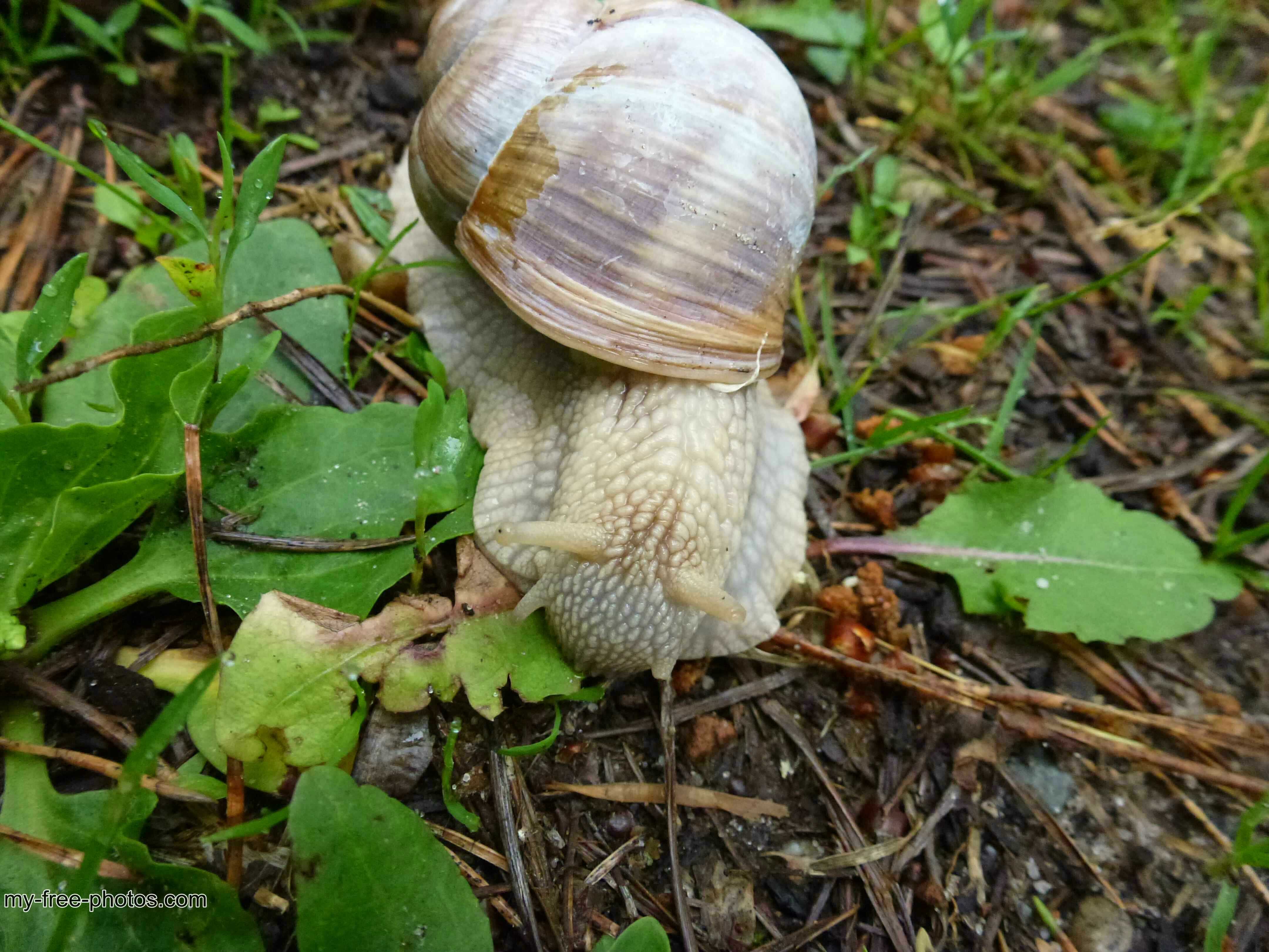 white snail