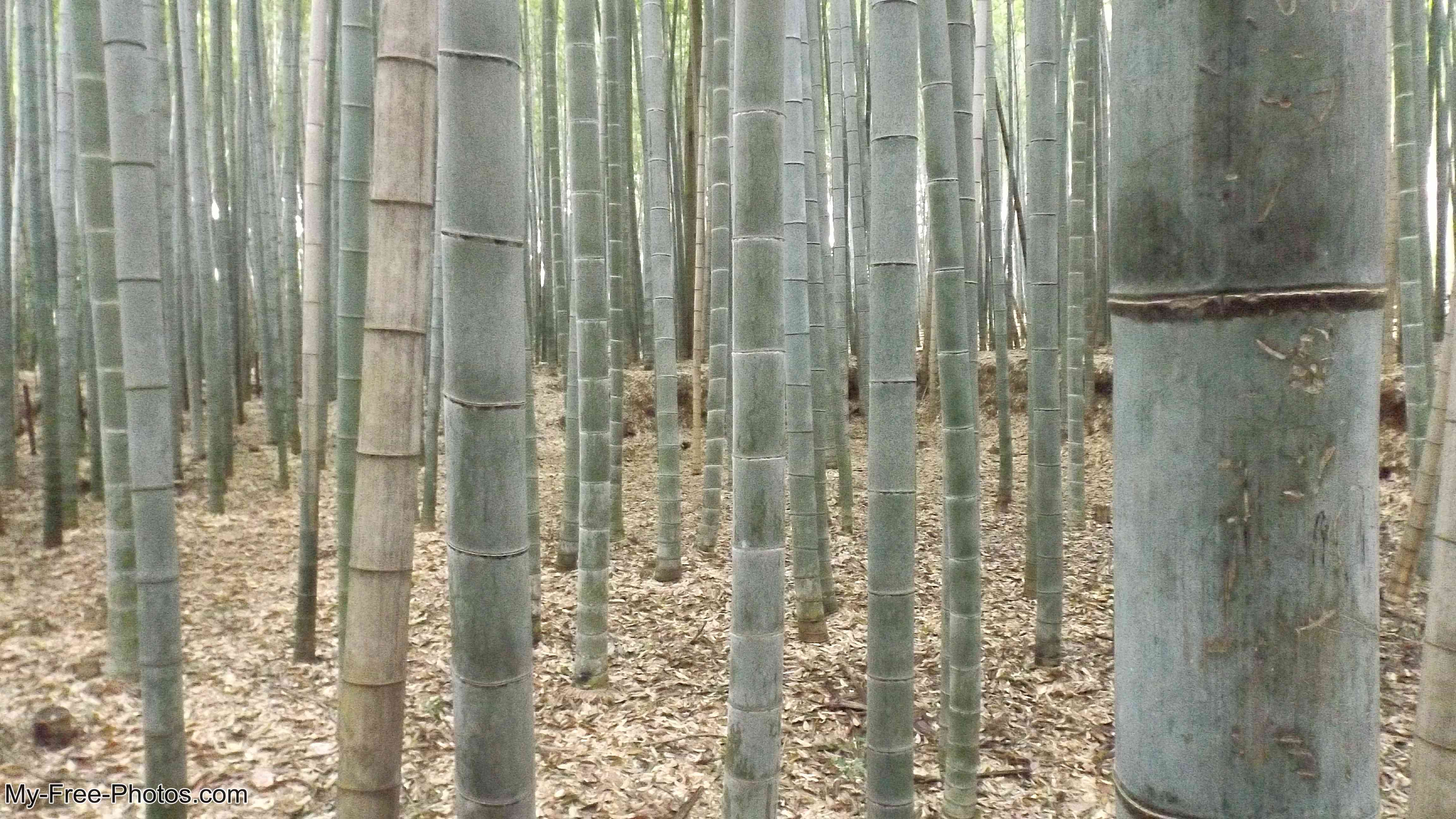 Bamboo Forest in Arashiyama
