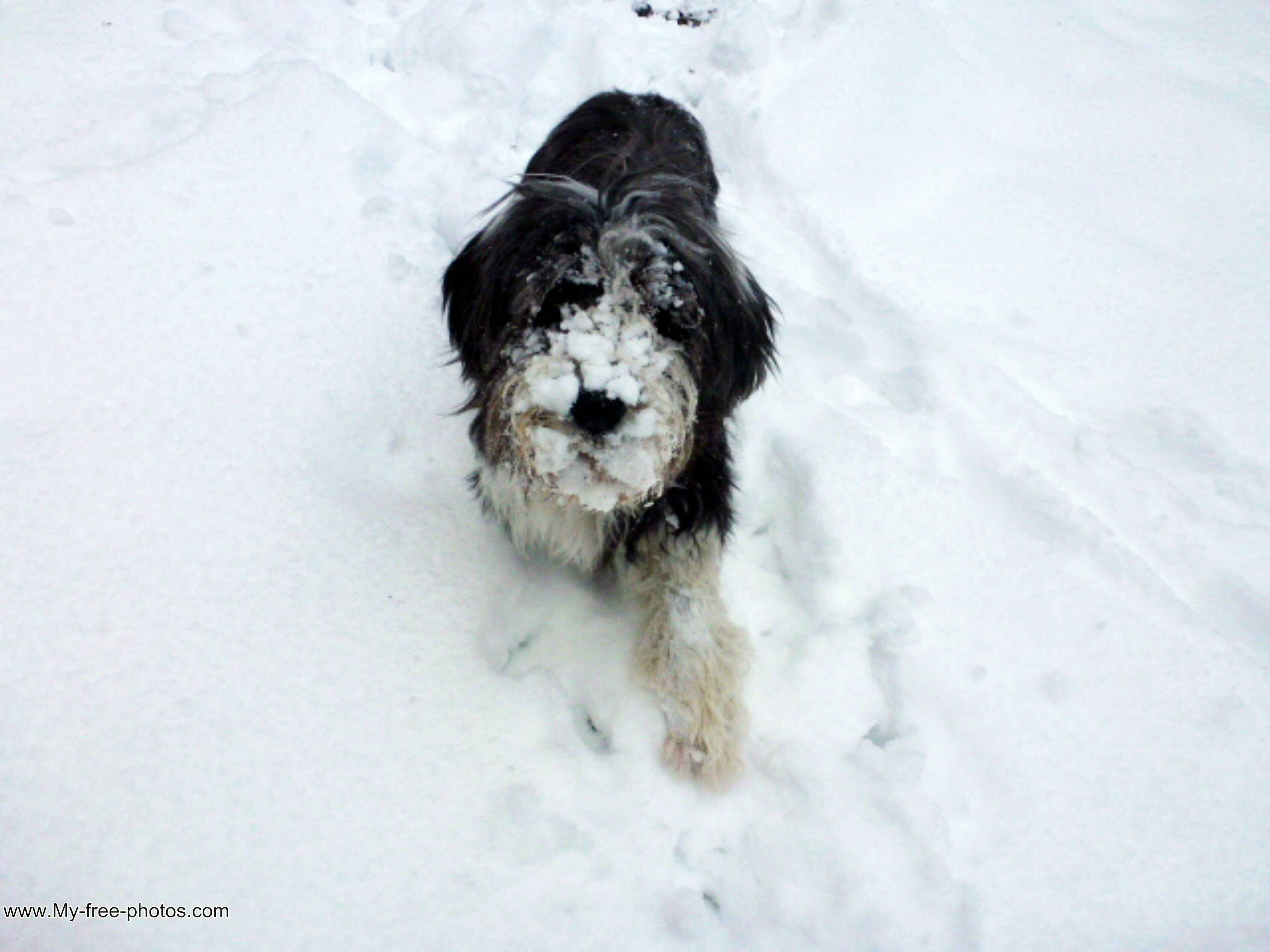 dogt in snow