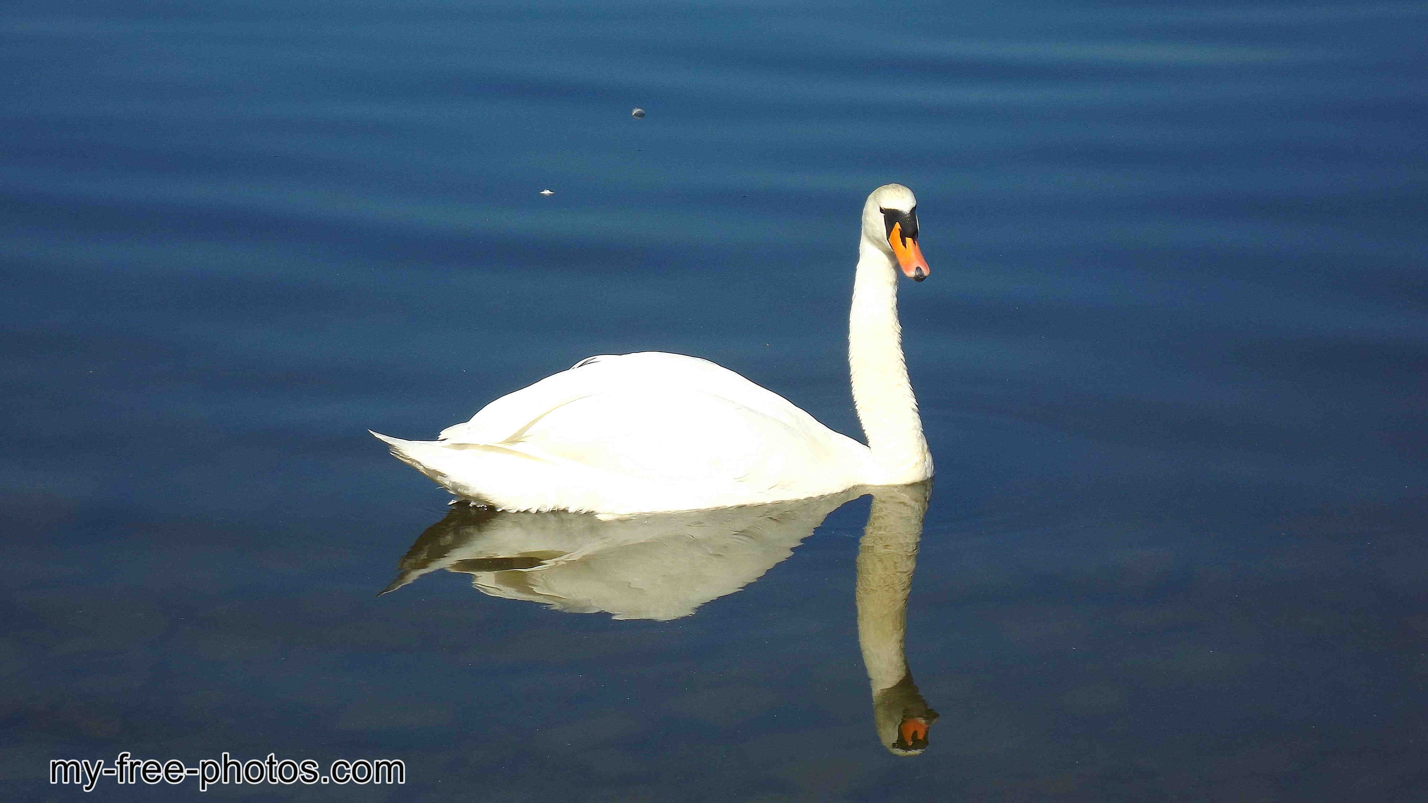  swan