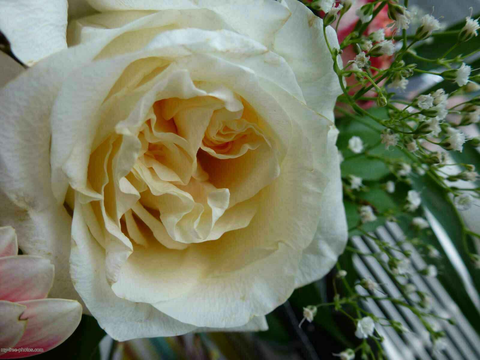 rose white
