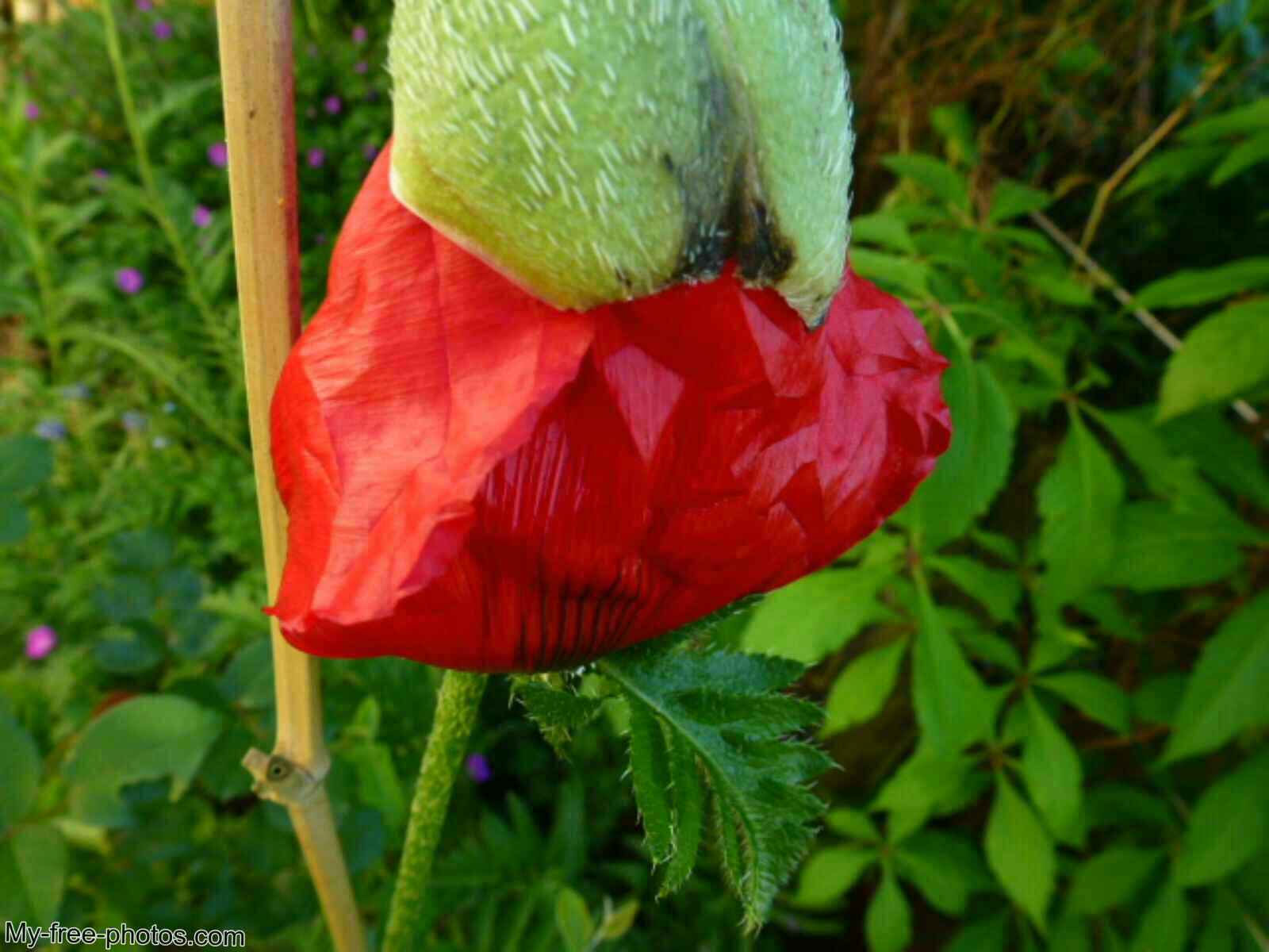 Turkish poppy